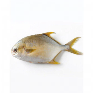 Grams Golden Pompano Fish
