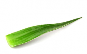 Aloevera single / ea